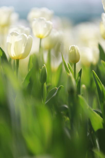 istock White tulips in the tulip garden 1982988240