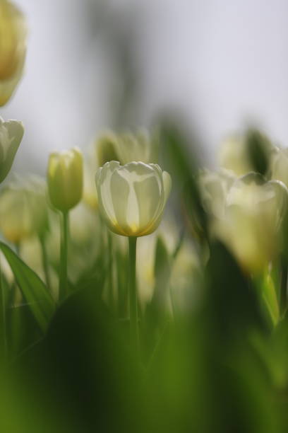 istock White tulips in the tulip garden 1982988263
