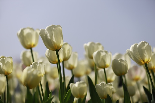 Colorful flowers growing in an agricultural field, Almere, Flevoland, The Netherlands, April 10, 2024