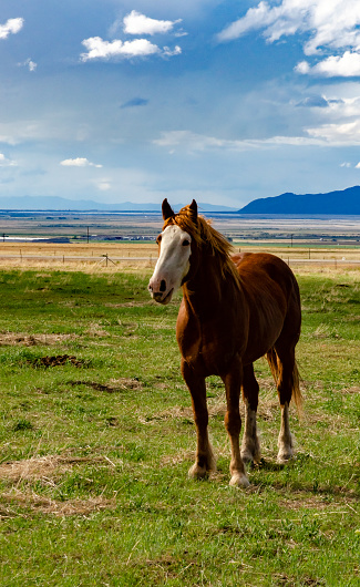 Horses graze on the field, eat green grass, ranch in Utah, USA