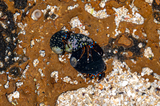 Blue eyed hermit crabs Riambel, Mauritius, East Africa