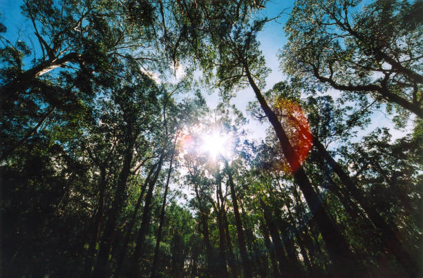 Buchan, Victoria, Australia: sun and sky seen through the leaves of eucalyptus trees - tree canopy.