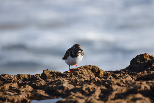 Full body view of small dark brown and white plumage turnstone on a rock