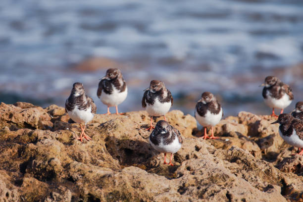 istock Group of small dark brown and white plumage turnstone on a rock 1983007089