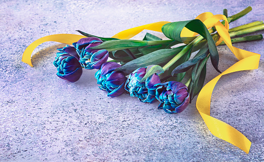 Flowers blue tulips background. A bouquet of spring flowers on a blue background with a yellow ribbon. Side view.