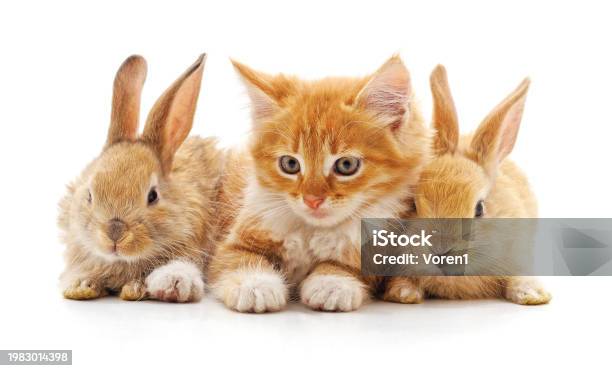 Kitten And Rabbit Kitten And Rabbits Stock Photo - Download Image Now - Domestic Cat ...