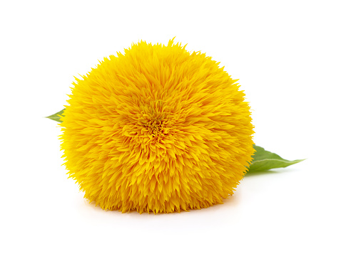 Yellow marigold flower isolated on white background. Object with clipping path.