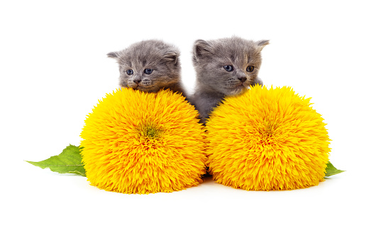 Kittens and sunflowers isolated on a white background.