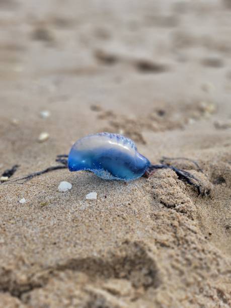 istock Danger on the Beach 1983026339