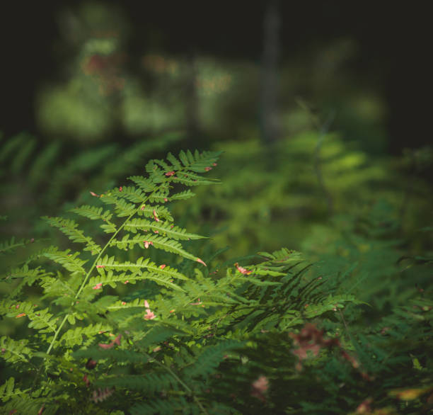 istock Beautiful Green fern in forest 1983033938