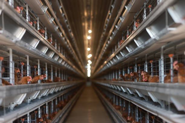 istock A modern smart chicken farm, new technology in poultry farm. 1983055653