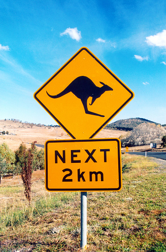 Jindabyne, Snowy River Shire, New South Wales, Australia: yellow and black kangaroo warning road sign alerts drivers to the potential of kangaroos crossing the roadway for the upcoming two kilometers in a rural setting.