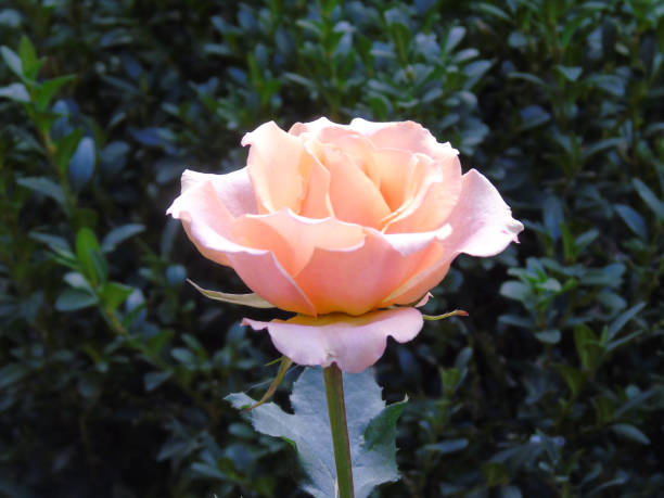 Bright cream rose flower close-up on blurred leafy natural background.