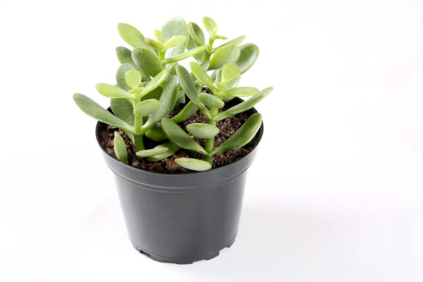 Free Stock Photo of Green succulent plant in a grey pot with white ...