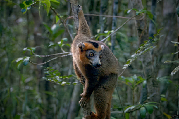 Gekrönter Lemur - V – Foto
