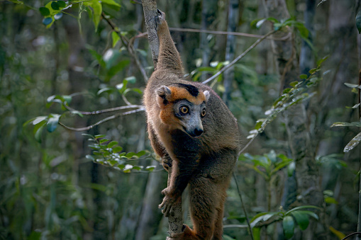 A crowned lemur simply in awe of the collection of birders in various poses