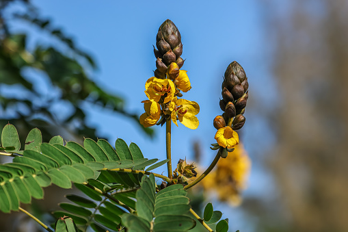 Senna didymobotrya is a species of flowering plant in the legume family known by the common names African Senna, popcorn senna, candelabra tree, and peanut butter cassia. It is native to Africa.