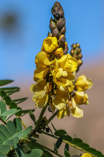 Senna didymobotrya is a species of flowering plant in the legume family known by the common names African Senna, popcorn senna, candelabra tree, and peanut butter cassia. It is native to Africa.