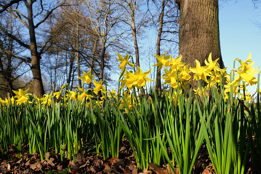 Yellow daffodils, narcissus, in flower