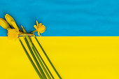 Daffodils on a Ukraine Flag