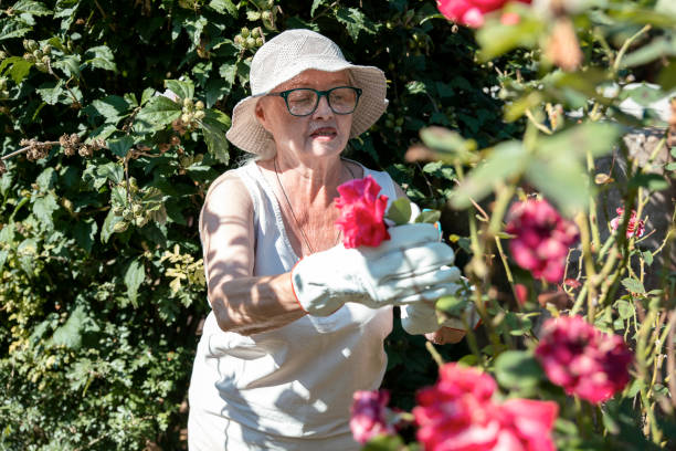istock Senior Woman gardening in backyard 1983164952