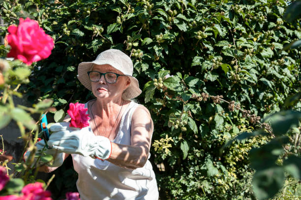 istock Granny enjoys gardening in the back yard 1983171694