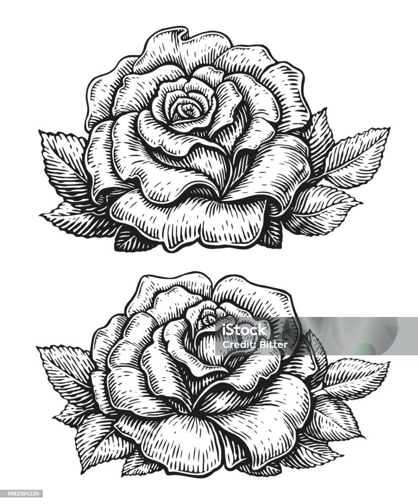 Rose bud with leaves. Hand drawn flower in vintage engraving style. Floral pattern Art stock illustration Rose bud with leaves. Hand drawn flower in vintage engraving style. Floral pattern Art stock illustration