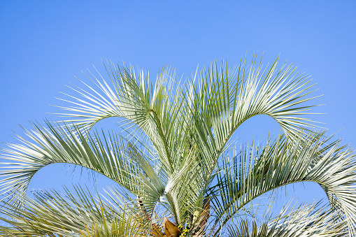 Palm leafs in sunshine against blue sky background with copy space, full frame horizontal composition