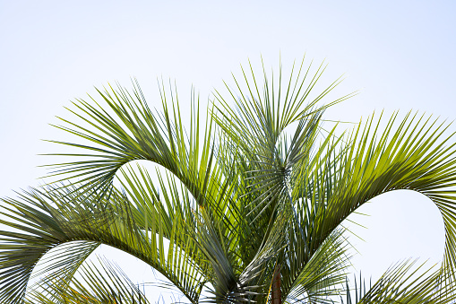 Close up coconut palm trees