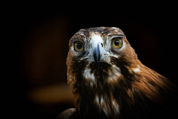istock Portrait of Golden Eagle (Aquila chrysaetos). 1983205452