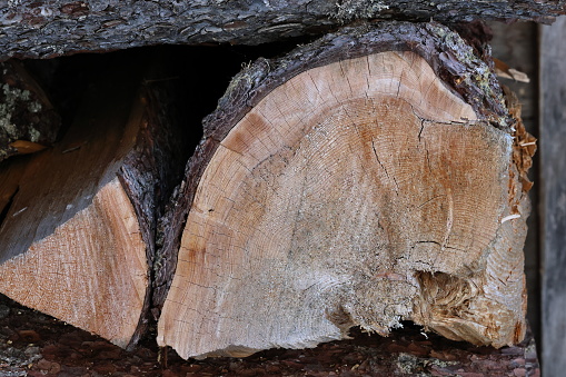 wood, forest,
tree bark
