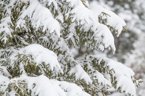 Snow covered pine tree needles and branch in Colorado, in western USA of North America