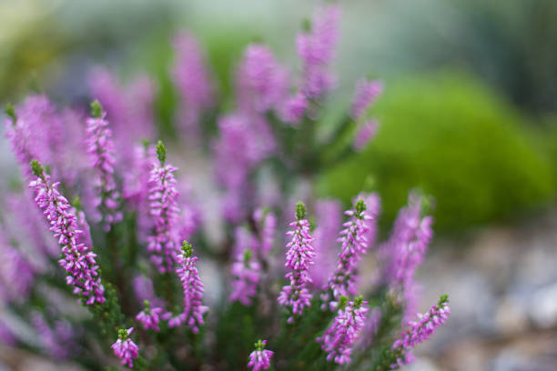 Blooming purple heather (Calluna vulgaris) in a garden. Soft focus.