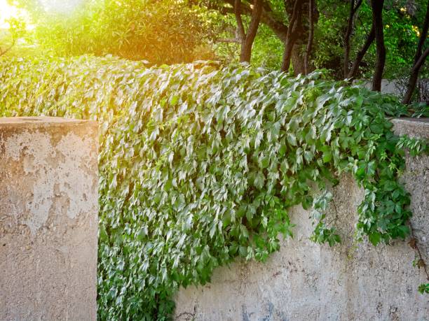 Green ivy vine hanging over wall in warm light in downtown Kerrville Texas Ivy creeping over wall in warm light in downtown Kerrville Texas. grapevine texas city stock pictures, royalty-free photos & images