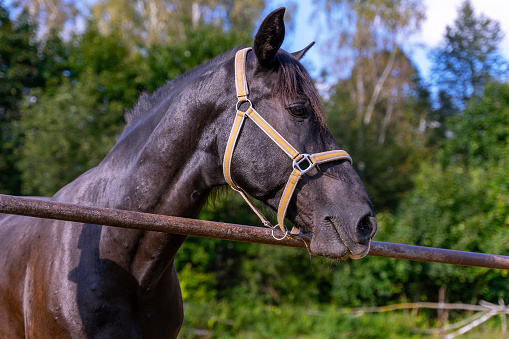 A domestic horse is photographed in close-up. A bay horse. The muzzle of a horse.