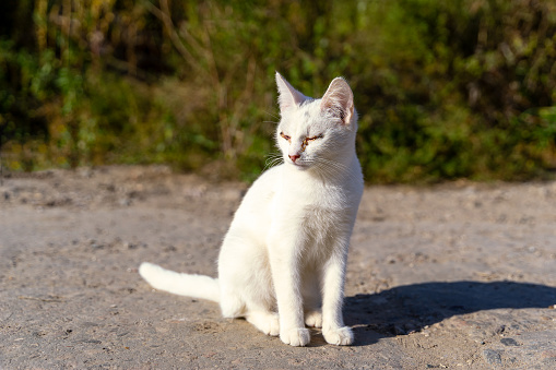 The white cat is photographed in close-up. His eyes hurt. Sick and stray animals.