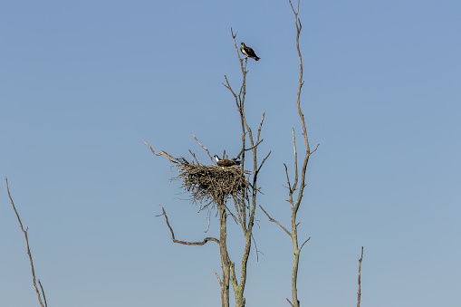 A series of photos of western osprey from various locations during nesting