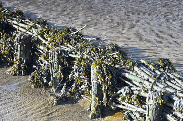 Coastal protection in the Wadden Sea