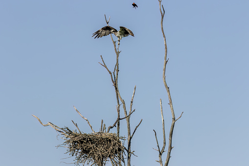 A series of photos of western osprey from various locations during nesting