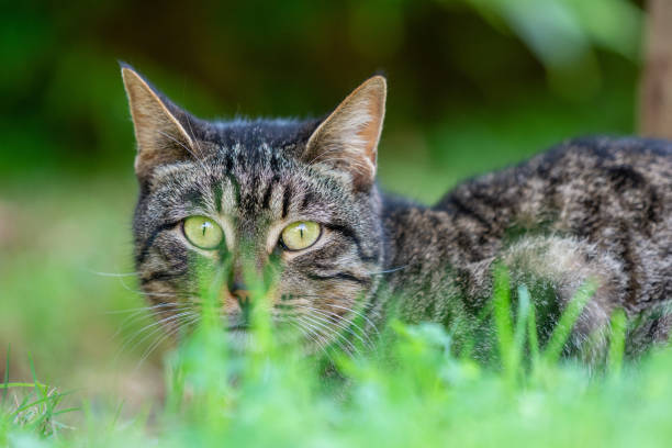 istock Cute grey cat behind green grass 1983250610