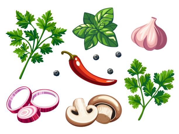 ilustrações de stock, clip art, desenhos animados e ícones de set of spices and vegetables on white background. vector illustration - cilantro parsley spice white background