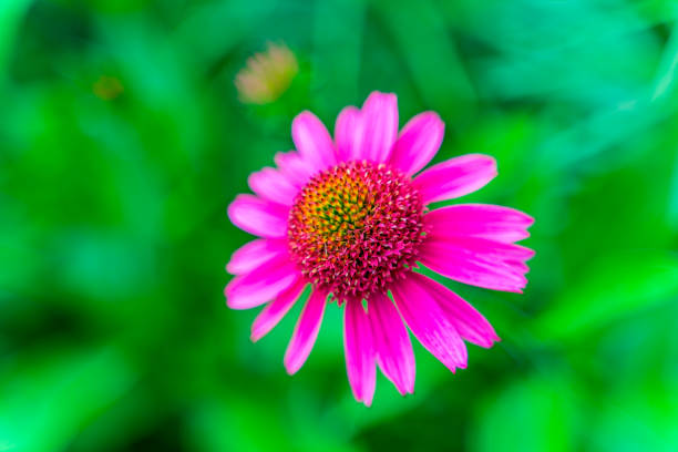 Close-up of a vibrant green flower emerging from the lush grass