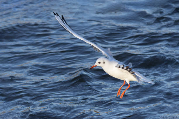black headed gull in winter plumage flying over blue river (Chroicocephalus ridibundus)