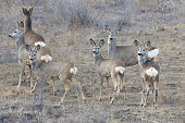 camouflage of roe deers