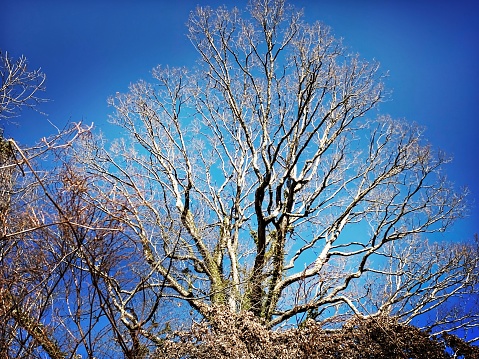 Bare Tree against a Blue Sky