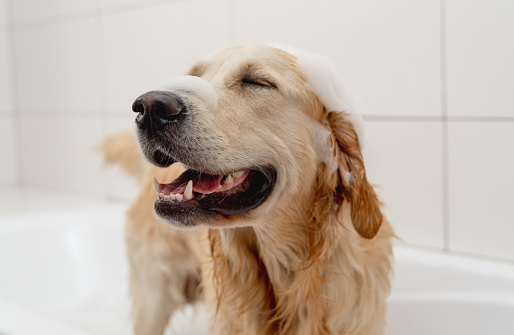 Golden Retriever Dog Enjoys A Bath In A White Tub With Foam On Its Head