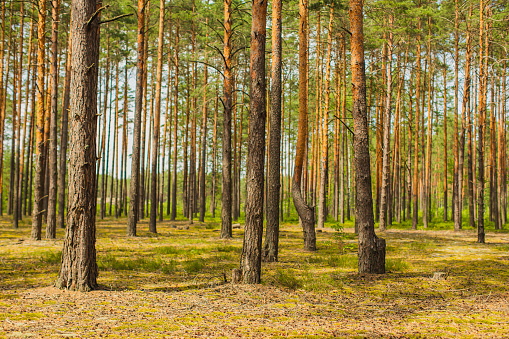 Pine forest. Woodland