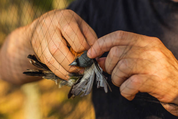 istock Bird banding. Ornithology. Nature research. Scientist 1983367621