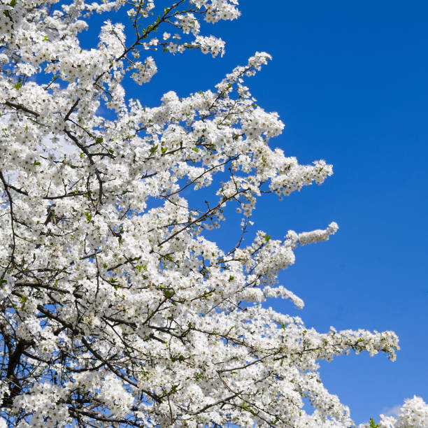Vivid spring blossoms of a tree, creating a striking contrast against the clear blue sky. Photographed in Denmark, showcasing the fresh beauty of early summer and the vibrant charm of nature.