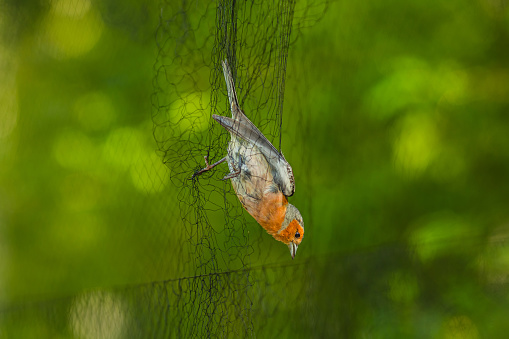 Bird in net. Ornithology.